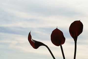 Image showing three Calla palustris