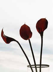 Image showing three Calla palustris