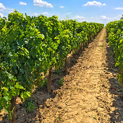 Image showing Vineyards of Bordeaux, France