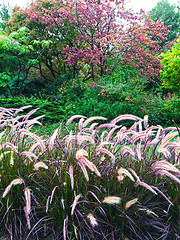 Image showing Colorful garden with ornamental grass