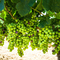 Image showing Grapes of Bordeaux, France