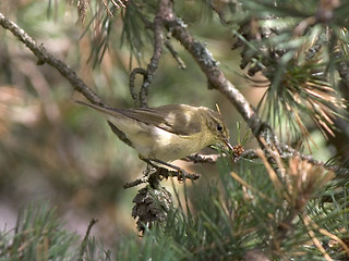 Image showing Chiffchaff in pine tree