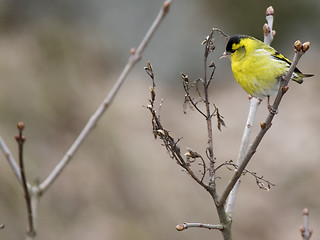 Image showing Eurasian Siskin