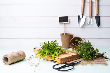 Image showing Rosemary and thyme