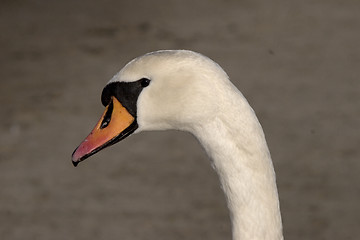 Image showing Mute Swan