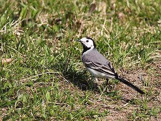 Image showing White wagtail