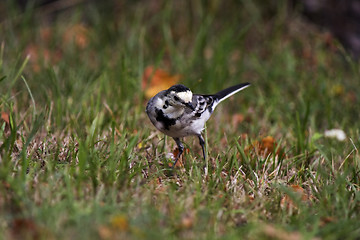 Image showing White Wagtail looking for food