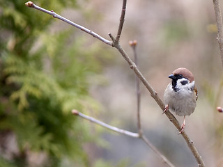 Image showing Tree Sparrow