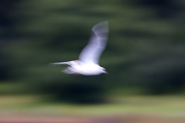 Image showing Abstract gull