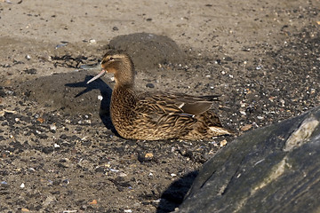 Image showing Mallard female