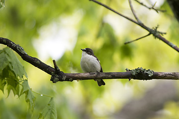 Image showing Pied Flycatcher Spring