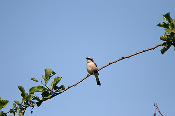 Image showing Red-backed Shrike