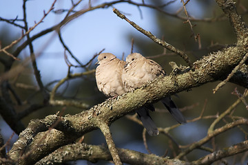 Image showing Eurasian Collared Dove couple