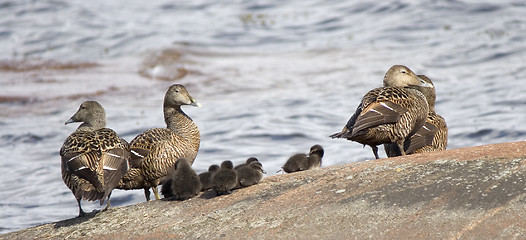 Image showing Common Eider females with chicks