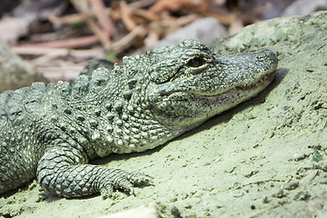 Image showing Crocodile resting 