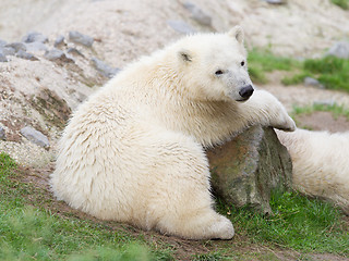 Image showing Young polarbear resting