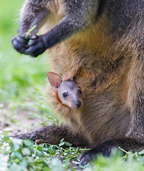 Image showing Wallaby with a young joey 