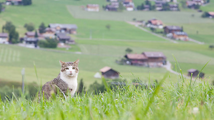 Image showing Cat sitting in a large green field