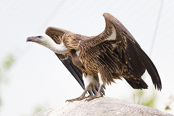 Image showing Adult condor