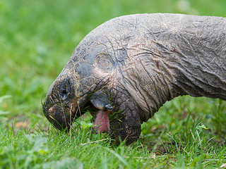 Image showing Galapagos giant tortoise eating