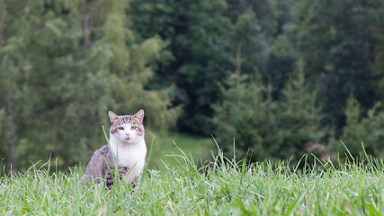 Image showing Cat sitting in a large green field