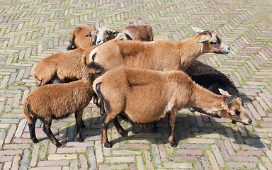 Image showing Flock of goats