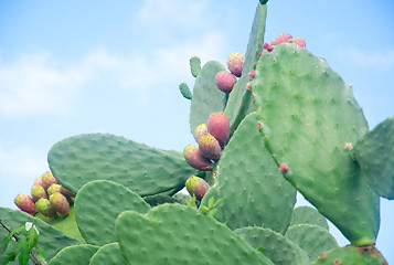 Image showing Plants of prickly pear, a fruit typical of southern Italy