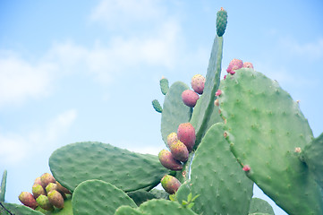 Image showing Plants of prickly pear, a fruit typical of southern Italy