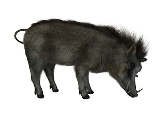 Image showing Warthog