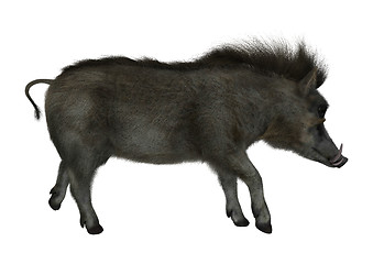 Image showing Warthog