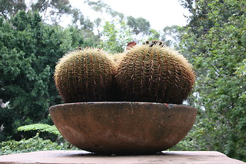 Image showing Echinocactus