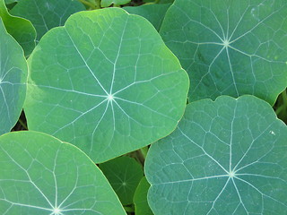 Image showing Tropaeolum majus leaf