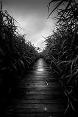 Image showing Wooden path trough the reed