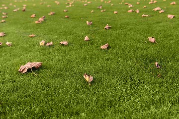 Image showing Green lawn at the park