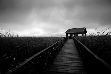 Image showing Wooden path trough the reed