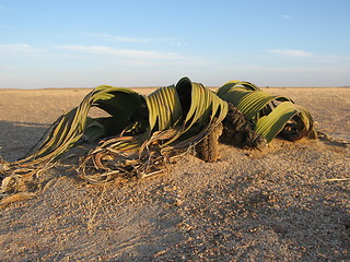 Image showing Welwitschia mirabilis