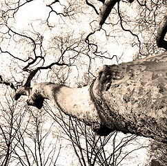 Image showing park in london spring sky and old dead tree 