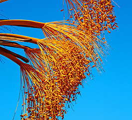 Image showing fruit in the sky morocco africa and plant