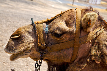 Image showing timanfaya spain africa brown dromedary bite    volcanic  lanzaro