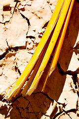 Image showing cracked sand in morocco africa   bark