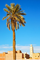 Image showing tropical palm in morocco africa alone   and the sky