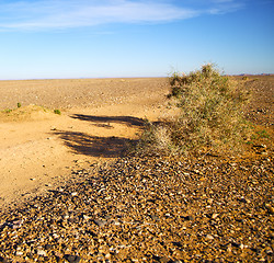 Image showing palm in the  desert oasi morocco sahara africa dune