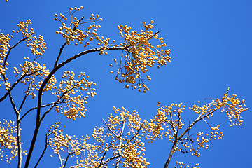 Image showing yellow flower in the tree plant  