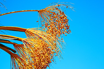 Image showing  the sky morocco africa and plant