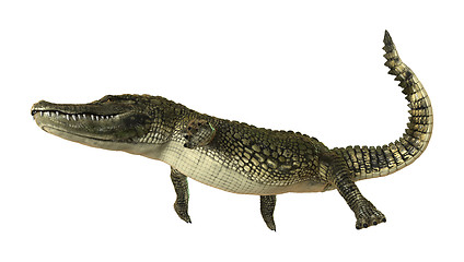 Image showing American Alligator