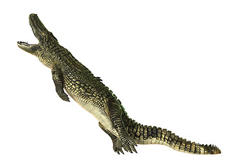 Image showing American Alligator