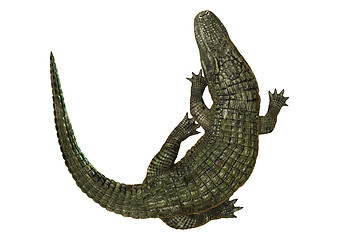 Image showing American Alligator