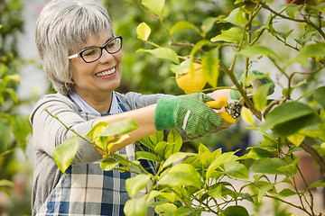 Image showing Taking care of lemon tree