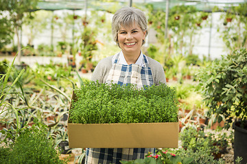 Image showing Choosing fresh herbs