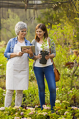 Image showing Worker and customer in a green house